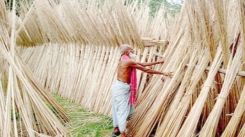 যশোরের শার্শা-বেনাপোলে পাটখড়ির দামে লাভবান কৃষকেরা